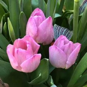Pink Impression Tulip (Tulipa darwinii 'Pink Impression') Hero Img